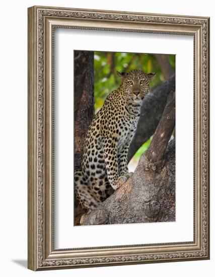 Leopard, Okavango Delta, Botswana-Art Wolfe-Framed Photographic Print