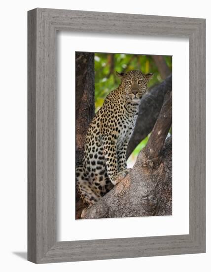 Leopard, Okavango Delta, Botswana-Art Wolfe-Framed Photographic Print