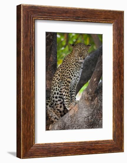 Leopard, Okavango Delta, Botswana-Art Wolfe-Framed Photographic Print