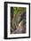 Leopard, Okavango Delta, Botswana-Art Wolfe-Framed Photographic Print