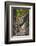 Leopard, Okavango Delta, Botswana-Art Wolfe-Framed Photographic Print