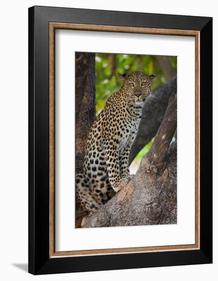 Leopard, Okavango Delta, Botswana-Art Wolfe-Framed Photographic Print