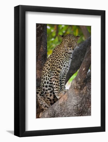 Leopard, Okavango Delta, Botswana-Art Wolfe-Framed Photographic Print