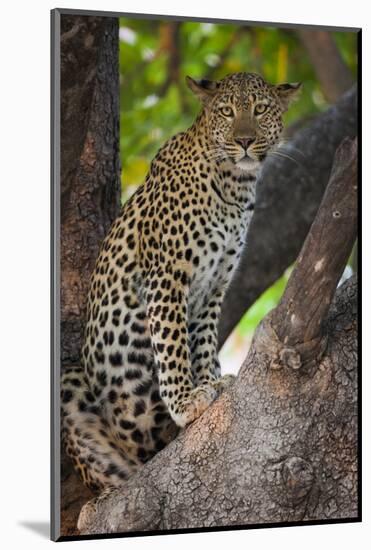 Leopard, Okavango Delta, Botswana-Art Wolfe-Mounted Photographic Print