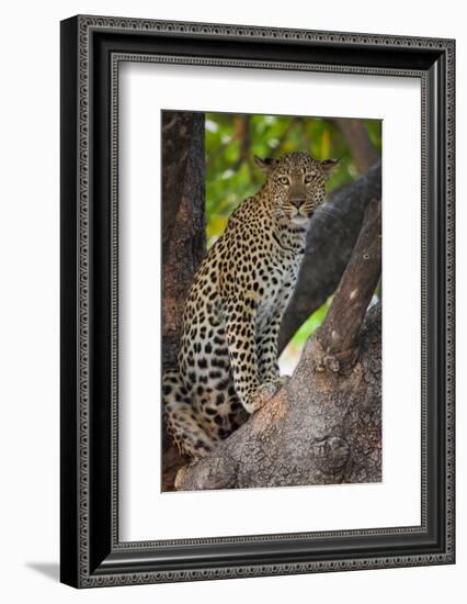 Leopard, Okavango Delta, Botswana-Art Wolfe-Framed Photographic Print