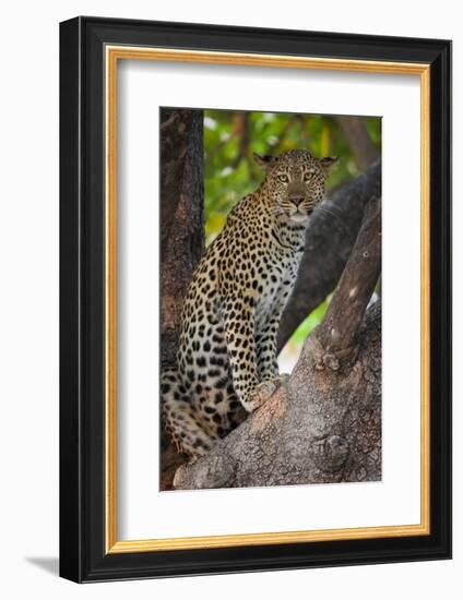 Leopard, Okavango Delta, Botswana-Art Wolfe-Framed Photographic Print