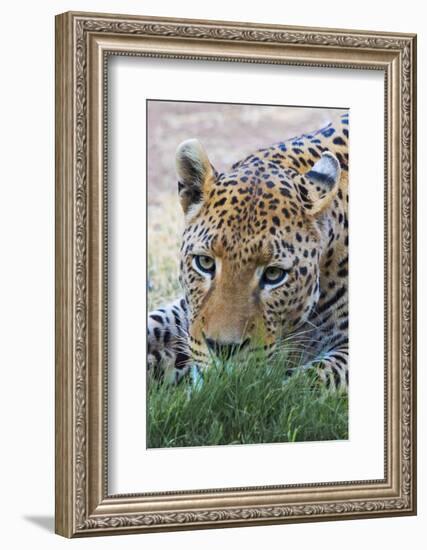 Leopard, Okonjima Nature Reserve. Otjozondjupa Region, Namibia.-Keren Su-Framed Photographic Print