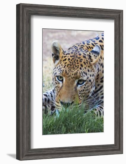 Leopard, Okonjima Nature Reserve. Otjozondjupa Region, Namibia.-Keren Su-Framed Photographic Print