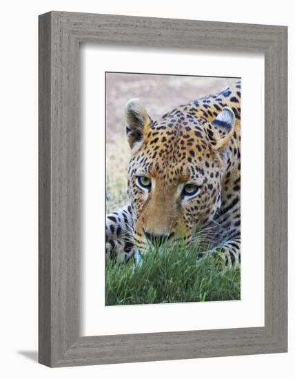 Leopard, Okonjima Nature Reserve. Otjozondjupa Region, Namibia.-Keren Su-Framed Photographic Print