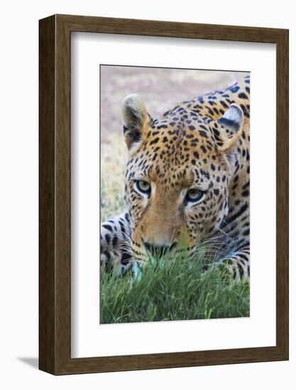 Leopard, Okonjima Nature Reserve. Otjozondjupa Region, Namibia.-Keren Su-Framed Photographic Print