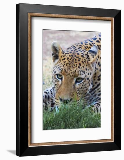 Leopard, Okonjima Nature Reserve. Otjozondjupa Region, Namibia.-Keren Su-Framed Photographic Print