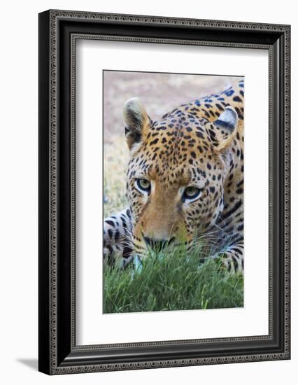 Leopard, Okonjima Nature Reserve. Otjozondjupa Region, Namibia.-Keren Su-Framed Photographic Print