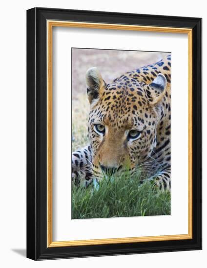 Leopard, Okonjima Nature Reserve. Otjozondjupa Region, Namibia.-Keren Su-Framed Photographic Print