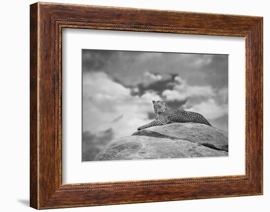 Leopard on a Kopje-Mario Moreno-Framed Photographic Print