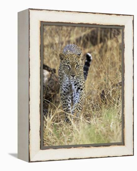 Leopard (Panthera Pardus) Approaching, Samburu Game Reserve, Kenya, East Africa, Africa-James Hager-Framed Premier Image Canvas