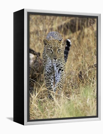 Leopard (Panthera Pardus) Approaching, Samburu Game Reserve, Kenya, East Africa, Africa-James Hager-Framed Premier Image Canvas