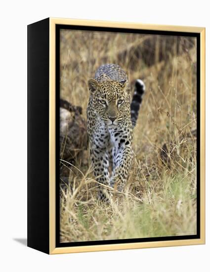 Leopard (Panthera Pardus) Approaching, Samburu Game Reserve, Kenya, East Africa, Africa-James Hager-Framed Premier Image Canvas