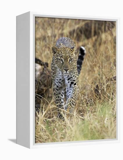 Leopard (Panthera Pardus) Approaching, Samburu Game Reserve, Kenya, East Africa, Africa-James Hager-Framed Premier Image Canvas