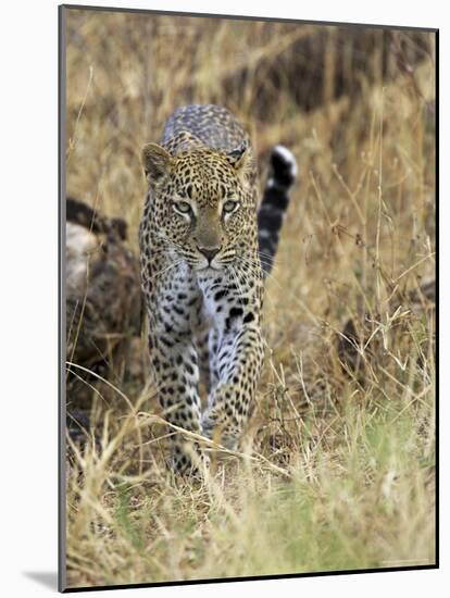 Leopard (Panthera Pardus) Approaching, Samburu Game Reserve, Kenya, East Africa, Africa-James Hager-Mounted Photographic Print