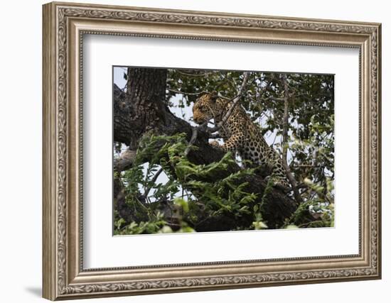 Leopard (Panthera Pardus), Chobe National Park, Botswana, Africa-Sergio Pitamitz-Framed Photographic Print