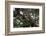 Leopard (Panthera Pardus), Chobe National Park, Botswana, Africa-Sergio Pitamitz-Framed Photographic Print