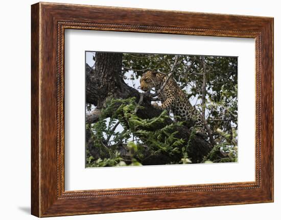 Leopard (Panthera Pardus), Chobe National Park, Botswana, Africa-Sergio Pitamitz-Framed Photographic Print