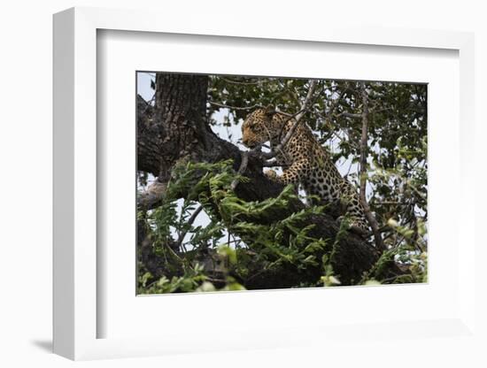 Leopard (Panthera Pardus), Chobe National Park, Botswana, Africa-Sergio Pitamitz-Framed Photographic Print