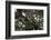 Leopard (Panthera Pardus), Chobe National Park, Botswana, Africa-Sergio Pitamitz-Framed Photographic Print