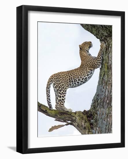 Leopard (Panthera Pardus) Climbing a Tree, Ndutu, Ngorongoro Conservation Area, Tanzania-null-Framed Photographic Print