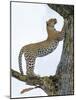 Leopard (Panthera Pardus) Climbing a Tree, Ndutu, Ngorongoro Conservation Area, Tanzania-null-Mounted Photographic Print