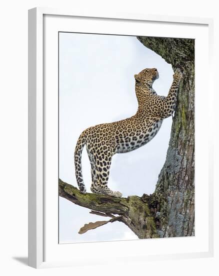 Leopard (Panthera Pardus) Climbing a Tree, Ndutu, Ngorongoro Conservation Area, Tanzania-null-Framed Photographic Print