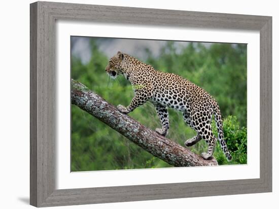 Leopard (Panthera Pardus) Climbing on Tree, Ndutu, Ngorongoro Conservation Area, Tanzania-null-Framed Photographic Print