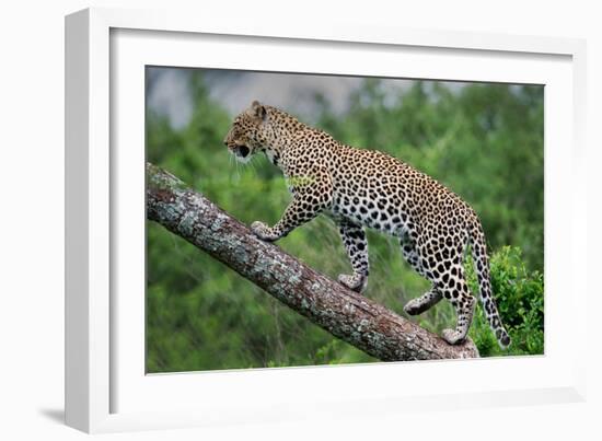 Leopard (Panthera Pardus) Climbing on Tree, Ndutu, Ngorongoro Conservation Area, Tanzania-null-Framed Photographic Print