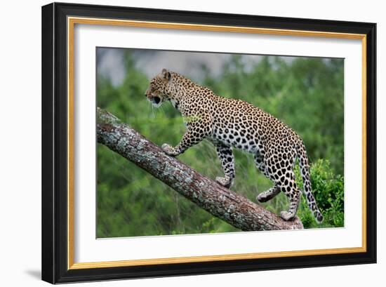 Leopard (Panthera Pardus) Climbing on Tree, Ndutu, Ngorongoro Conservation Area, Tanzania-null-Framed Photographic Print