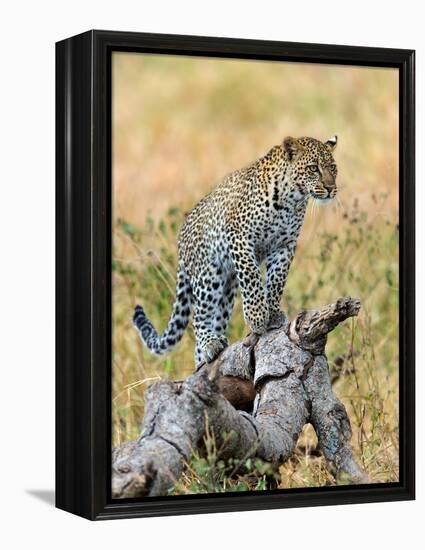 Leopard (Panthera Pardus) Climbing on Tree, Serengeti National Park, Tanzania-null-Framed Stretched Canvas
