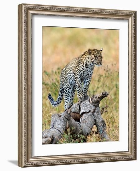 Leopard (Panthera Pardus) Climbing on Tree, Serengeti National Park, Tanzania-null-Framed Photographic Print