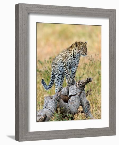 Leopard (Panthera Pardus) Climbing on Tree, Serengeti National Park, Tanzania-null-Framed Photographic Print