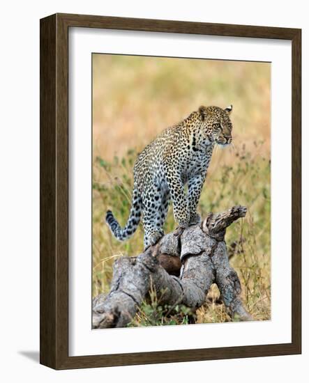 Leopard (Panthera Pardus) Climbing on Tree, Serengeti National Park, Tanzania-null-Framed Photographic Print