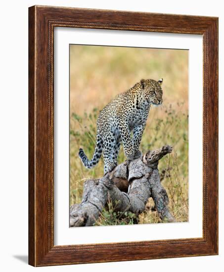 Leopard (Panthera Pardus) Climbing on Tree, Serengeti National Park, Tanzania-null-Framed Photographic Print