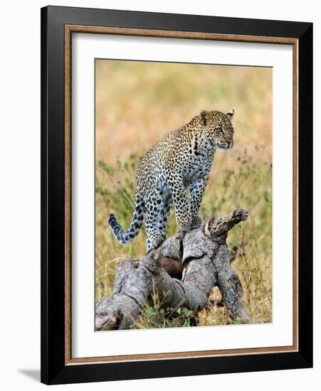 Leopard (Panthera Pardus) Climbing on Tree, Serengeti National Park, Tanzania-null-Framed Photographic Print