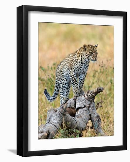 Leopard (Panthera Pardus) Climbing on Tree, Serengeti National Park, Tanzania-null-Framed Photographic Print