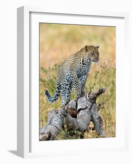 Leopard (Panthera Pardus) Climbing on Tree, Serengeti National Park, Tanzania-null-Framed Photographic Print