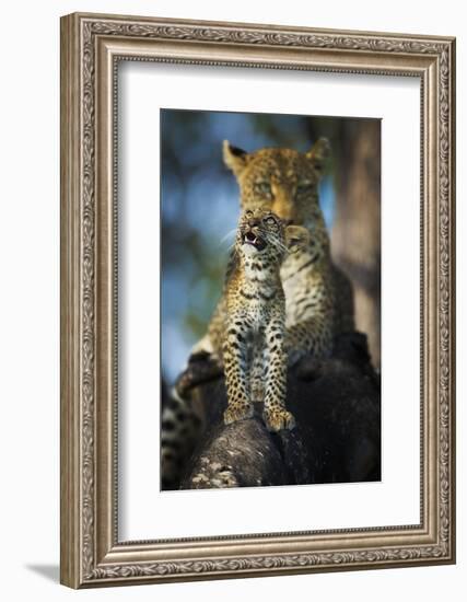 Leopard (Panthera Pardus) Cub Looking Up at Birds (Out of Frame) with Mother in Background-Wim van den Heever-Framed Photographic Print