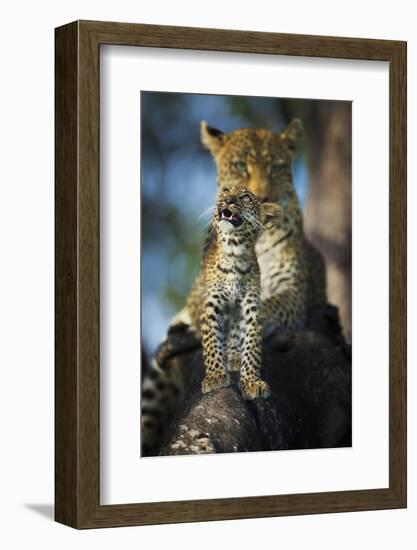 Leopard (Panthera Pardus) Cub Looking Up at Birds (Out of Frame) with Mother in Background-Wim van den Heever-Framed Photographic Print