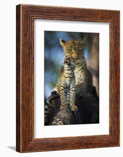 Leopard (Panthera Pardus) Cub Looking Up at Birds (Out of Frame) with Mother in Background-Wim van den Heever-Framed Photographic Print