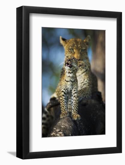 Leopard (Panthera Pardus) Cub Looking Up at Birds (Out of Frame) with Mother in Background-Wim van den Heever-Framed Photographic Print