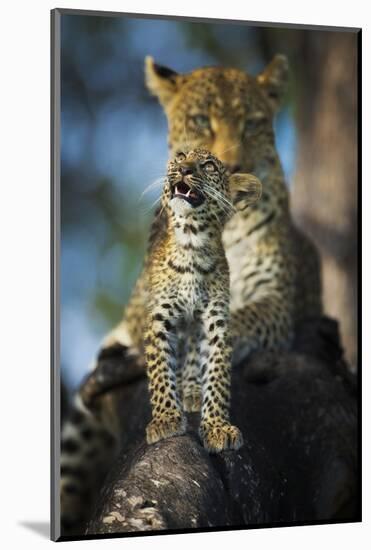 Leopard (Panthera Pardus) Cub Looking Up at Birds (Out of Frame) with Mother in Background-Wim van den Heever-Mounted Photographic Print