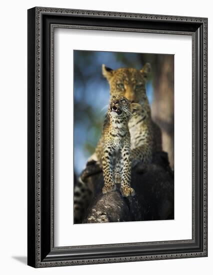 Leopard (Panthera Pardus) Cub Looking Up at Birds (Out of Frame) with Mother in Background-Wim van den Heever-Framed Photographic Print