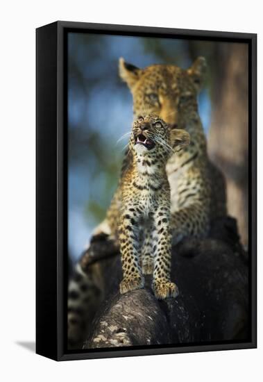 Leopard (Panthera Pardus) Cub Looking Up at Birds (Out of Frame) with Mother in Background-Wim van den Heever-Framed Premier Image Canvas