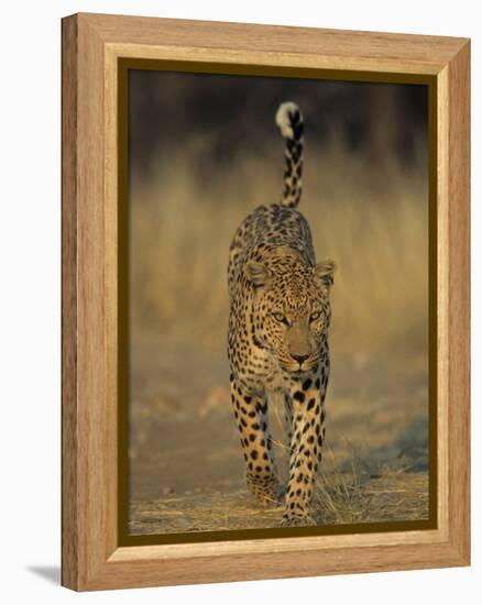 Leopard, Panthera Pardus, Duesternbrook Private Game Reserve, Windhoek, Namibia, Africa-Thorsten Milse-Framed Premier Image Canvas